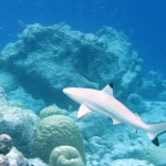 Blacktip reef shark. Photo: Flickr Creative Commons/Warrenski.