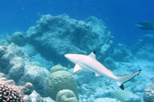 Blacktip reef shark. Photo: Flickr Creative Commons/Warrenski.
