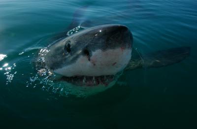Great white. Photo: M. Scholl, Save Our Seas Foundation