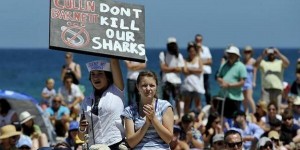 Protests against Shark Cull on Australia's beaches. Photo: Facebook