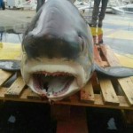 Thresher caught in Spanish town of Port de la Selva.