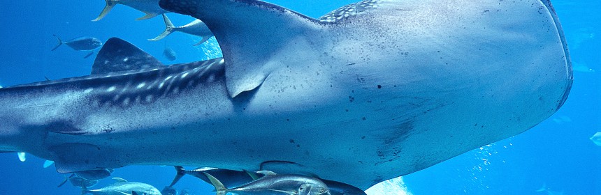 Whale shark Flickr CC:WPLynn