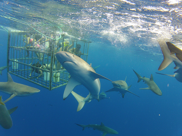 Blue sharks outside a cage. Photo: Flickr Creative Commons/Kalanz.