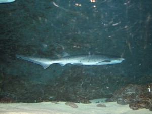 School or Tope Shark. CC:Flickr Al and Marie