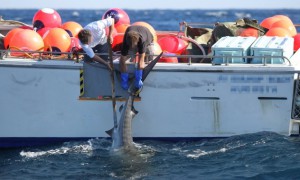 Shark killing in Western Australia