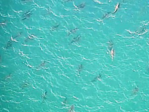 Sharks migrating off coast of Florida at Palm Beach.