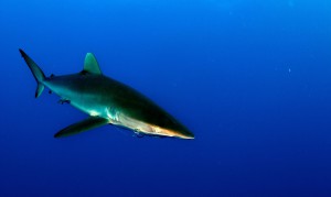 Silky Shark. Flickr CC:Lots of the sharks had hooks in their mouths. Chang tried to remove some, but it's tricky. Cathy Ridsdale.