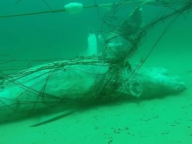 Shark nets at Bondi Beach must go - SharkNewz