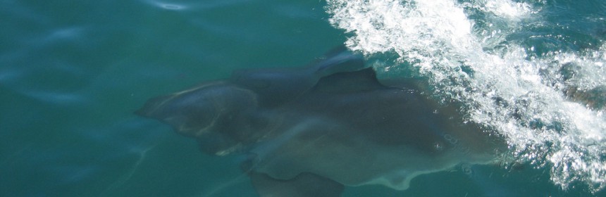 Great white. Photo: Flickr Creative Commons.