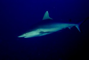 Grey Reef Shark. Photo: WCS/Jurgen Brand.