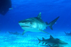 Tiger sharks like to roam coastal waters and are very inquisitive.