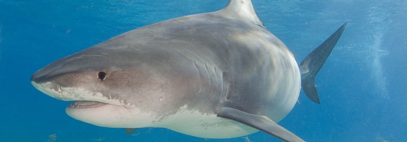 Tiger shark at Tiger Beach, Bahamas. Photo: Flickr Creative Commons/Willy Volk.