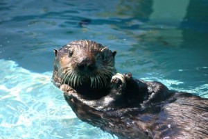 Olive the oiled sea otter.