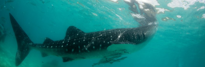 Whale shark in Oslob, Cebu, Philippines. Photo: Flickr Creative Commons/Klaus Stiefel.