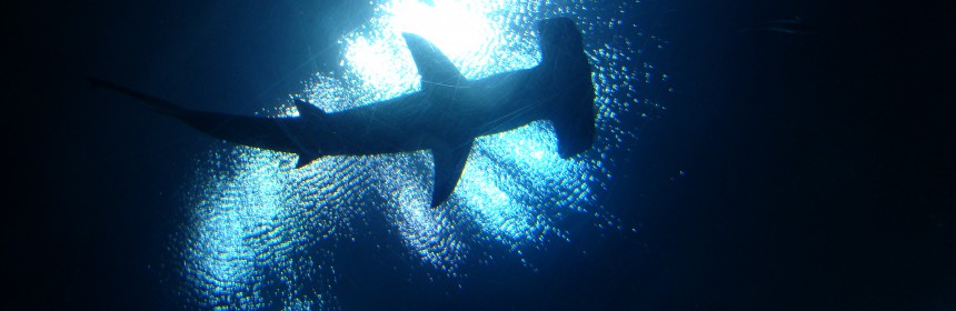 Hammerhead silhouette. Photo: Creative Commons/Istolethetv.