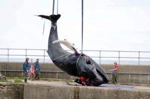 The dead whale that will be used in the experiment. Photo: Deadline News.