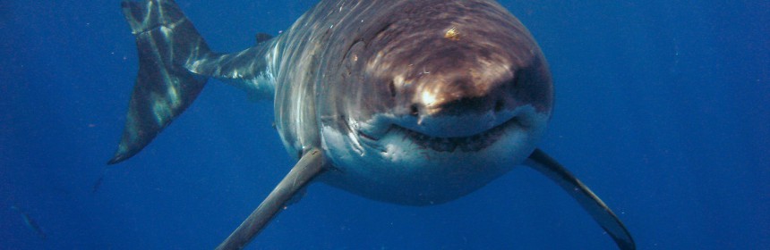 Great white FCC:philstr