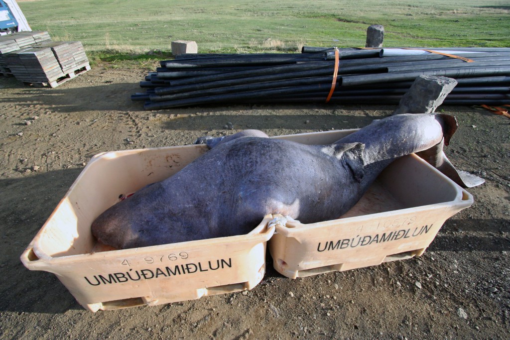Dead Greenland shark for hákla production in Iceland. Photo: Flickr Creative Commons/Audrey.