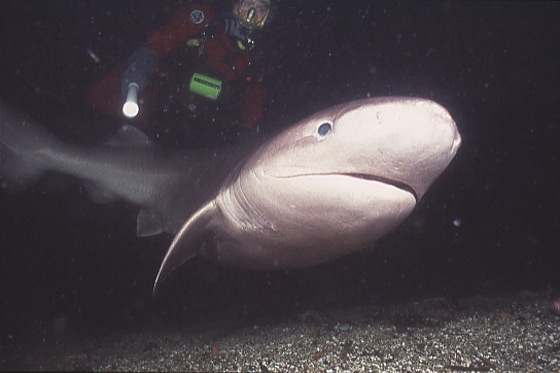 Six-gill shark. Photo: Seattle Aquarium.
