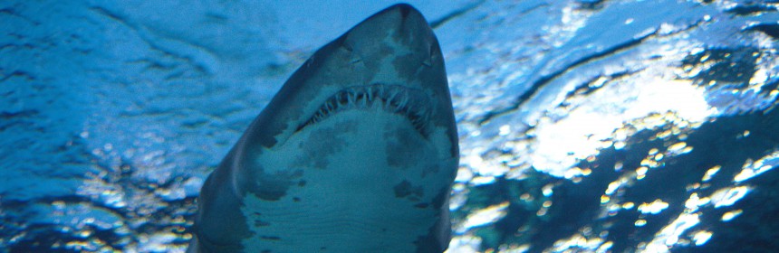 Sandtiger shark. Photo: Flickr Creative Commons/Malkusch Markus.