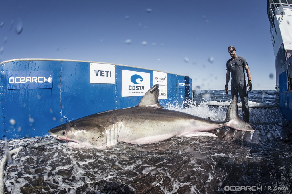 03032017_OCEARCH_Lowcountry_0061_(2)_(1)-139ae68f8ffeab15987f3fccffb42464