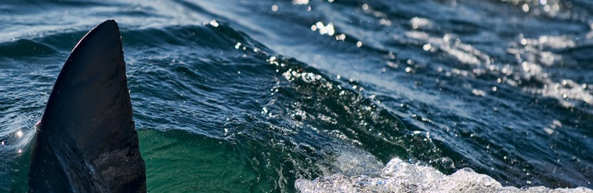Fin of a great white. Photo: Flickr Creative Commons/gaftels