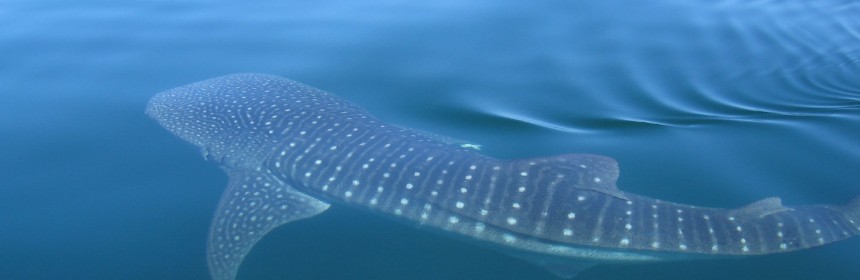 Baby whale shark. Photo: Flickr Creative Commons/Drew and Marissa.
