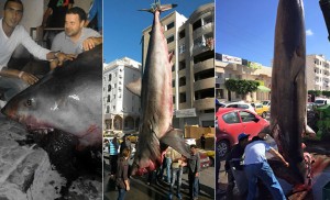 whitesharktunisia