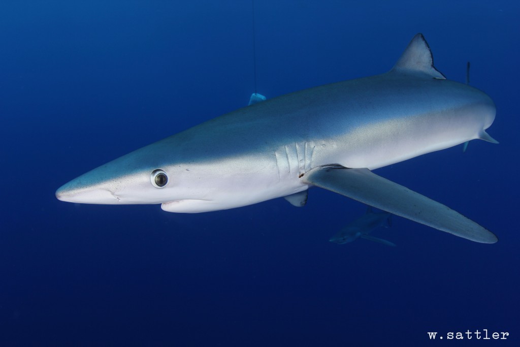 Blue shark Photo: Flickr Creative Commons:Willi