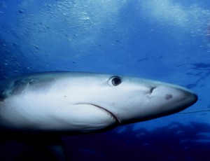 Blue sharks are one of the most spotted sharks in the Mediterranean. Photo: Josh Prancer Flickr Creative Commons