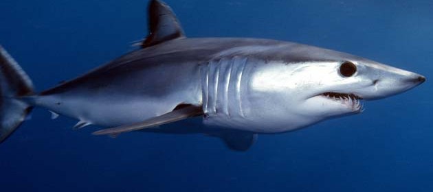 Shortfin mako. Photo: jidanchaomian Flickr Creative Commons