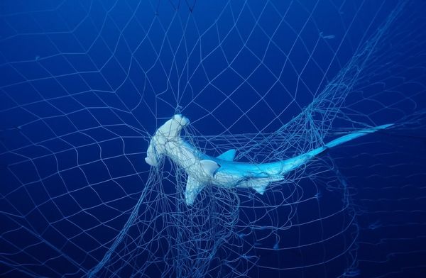 shark-in-net