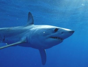 shortfin mako photo george schellenger