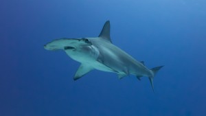 Scalloped Hammerhead Shark (Sphyrna lewini)