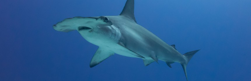 Scalloped Hammerhead Shark (Sphyrna lewini)