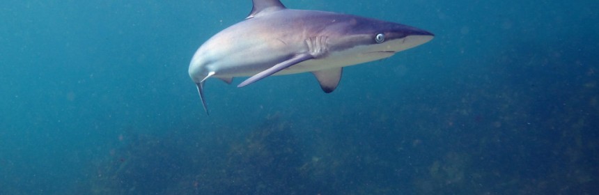 A Dusky Whaler Shark (Carcharhinus obscurus). Shelly Beach, Manly, NSW