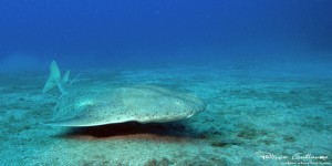 Angel Shark. Photo_ Philippe Guillaume_Flickr Creative Commons