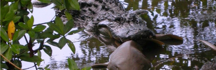 gator-shark