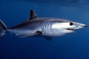 shortfin mako. photo: jidanchaomian:flickr creative commons