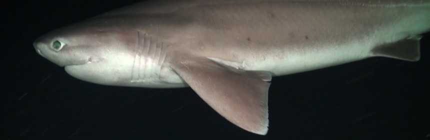 Bluntnose Sixgill Shark. Photo: Oceana.