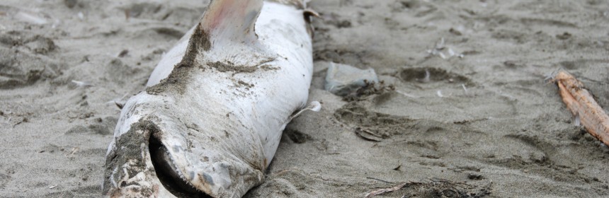 dead shark