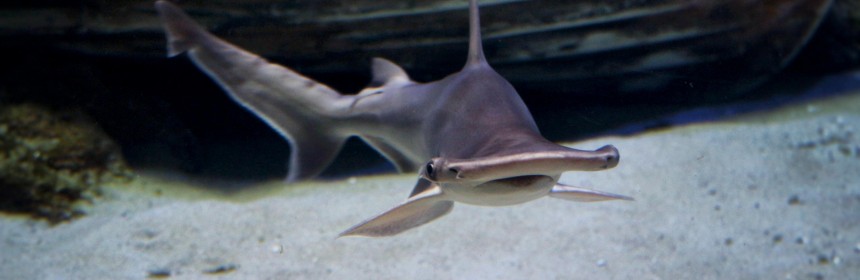bonnethead shark