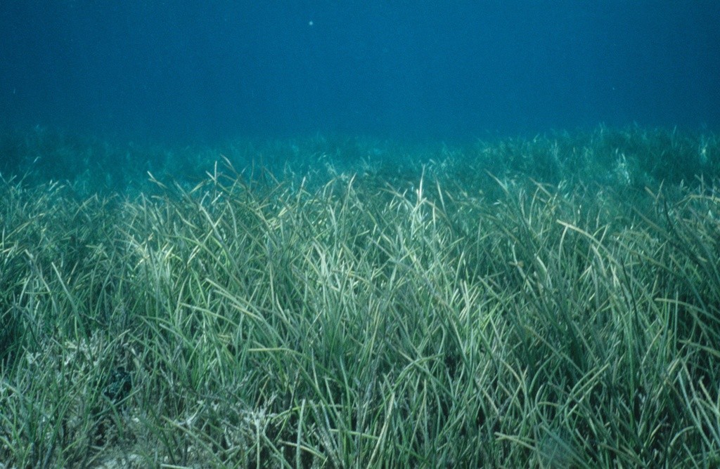Seagrass bed, Fiji