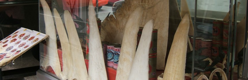 shark fins. photo: Shankar S.:Flickr Creative Commons
