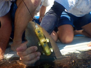 Tagging a silky shark. Photo: Marine Mote Lab.