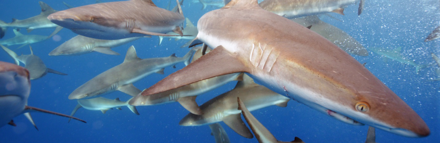 grey reef sharks. photo: USFWS - Pacific Region:Flickr Creative Commons