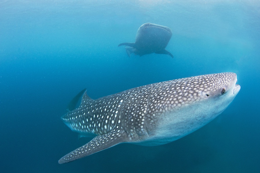 The whale sharks and fishermen of Oslob, Cebu, Philippines. The controversial feeding is still as popular as ever. Photo: Mark & Andrea Busse/Flickr Creative Commons.