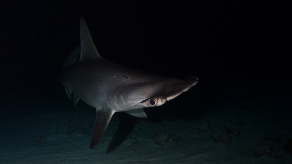 Hammerheads are often seen in large schools during the day, but at night they feed solitary. The stingray is it's favored prey. Photo: Flickr Creative Commons/Kris-Mikael-Krister