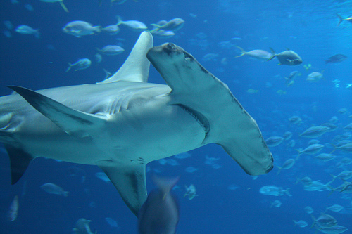 Great Hammerhead Shark