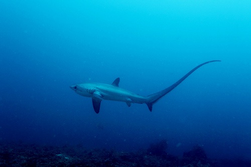 Thresher shark at Monad shoals, near Malapascua islands. Photo: Flickr/PacificKlaus